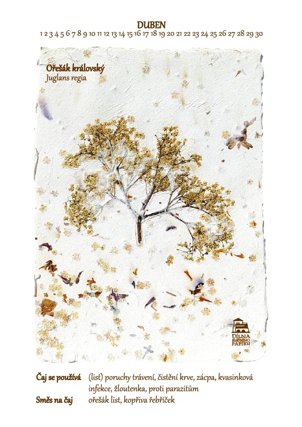 Kalendář Léčivé rostliny (III.) - Obrázek 3